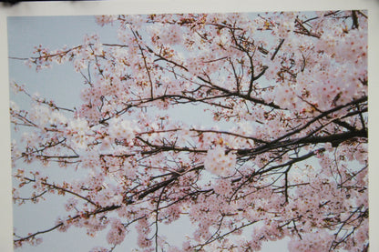 KAMAKURA DAIBUTSU // POSTCARDS PHOTO STYLE